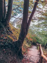 024_Waldweg zum Strand