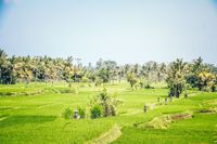 IMG_1584_Ubud_Reisfelder