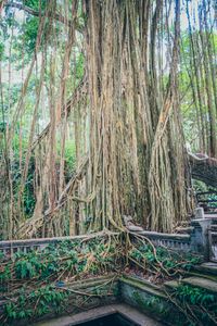 IMG_1689_Ubud_Mokey-Forest