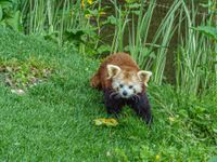 661-Zoo - Roter Panda